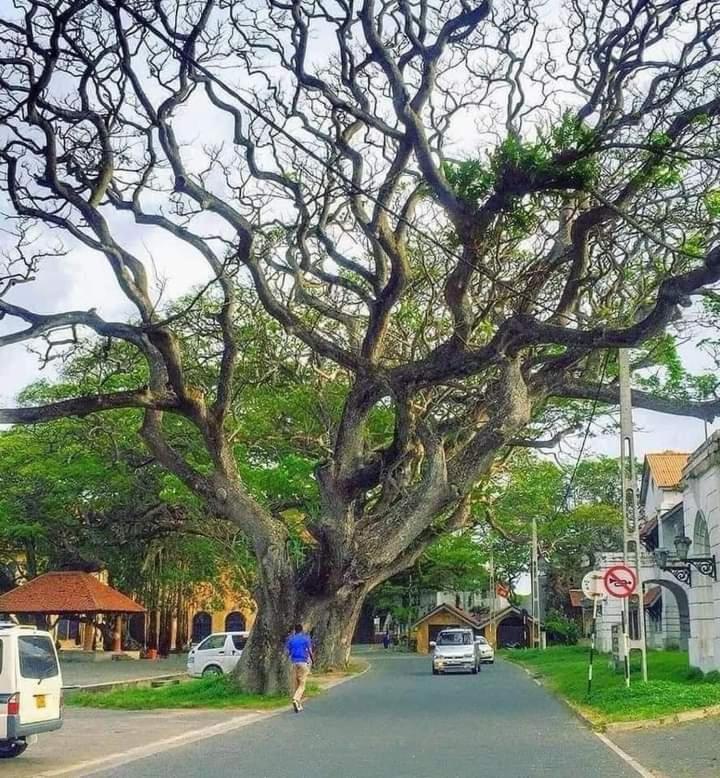 Oesis - Stylish Villa Steps From Historic Galle Fort Extérieur photo